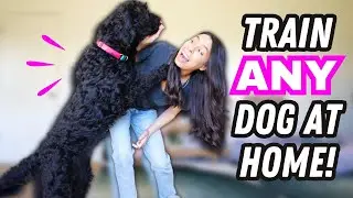 Ultimate Dog Training 🐶 STARTER GUIDE for Beginners!