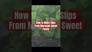 How to Make Slips From Murasaki Sweet Potato #shorts #shortvideo #garden #gardening #farming