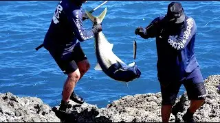 stick bait Kingfish New Zealand