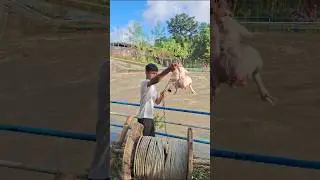 Crazy boy fishing with chicken bait part 07 #fish #bigfish