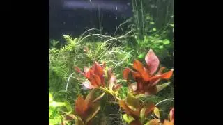 Plants pearling (planted tank)