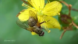 Lumix FZ2000 / FZ2500 / FZH1 / Marumi DHG Achromat +5 / Fly collects Pollen / Macro Sample / 4K