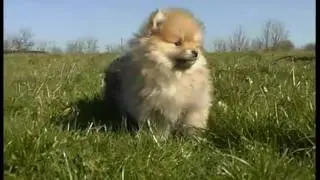 Nos chiots spitz nains