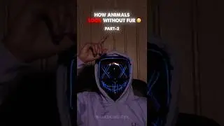 How Animals Look Without Fur😲Part-2 #shorts