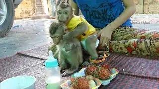 Dodo Jealous Mori When Mom Attention To Baby Mori, Dodo Angry Mori