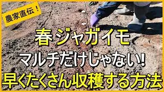 【春ジャガイモ】早く収穫したいならマルチ栽培＋〇〇がおすすめです【有機農家直伝！無農薬で育てる家庭菜園】　26/1/31