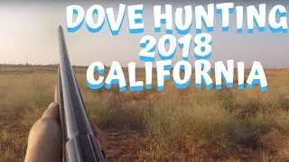 Dove Hunting 2018