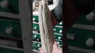 Fossil whale mandible with bite marks #fossil #science #whale #jawbone