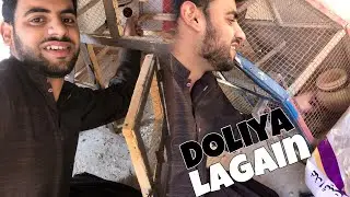 Birds Market Sa Prindo Ka Lya Doliya Lay🥰