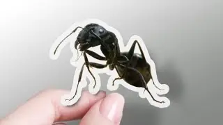 Todo sobre las Camponotus: Guía para principiantes