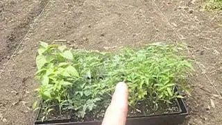 Ghostkamo on Planning the Survival Garden