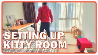 How to Setup Space for New Kitten | British shorthair fun cat in new home 🐈😍👍