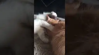 Dedikasi Seorang Ibu, dalam Dunia Kucing! 😻#fau-chan #ibukucing