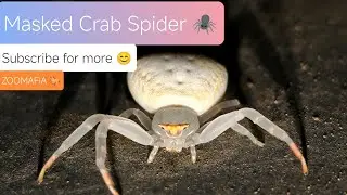 Craziest Spiders. Masked Crab Spider. @NatGeo @animalplanet #spider #wildlife #nature #zoomafia
