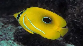 Butterfly fishes (Chaetodontidae) Endangered