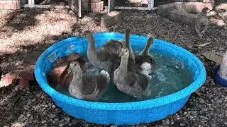 Peaceful Goose bath time