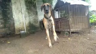 Adult Fawn Great Dane Female In Cage Dogshub INDIA 9950330009