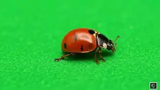 🐞 VFX Green Screen Lady Bug &ndash; FREE GREEN SCREEN