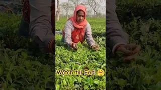Harvesting Tea #shorts #teagarden #youtubeshorts #teaplantations