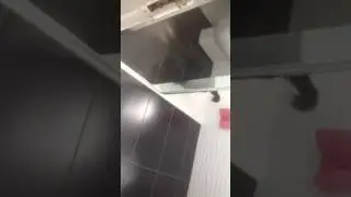 Rogue barking at her reflection