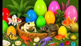 Colorful eggs fish surprise, koi, betta fish, angelfish, butterfly fish, goldfish, shells, pearls