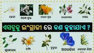 Flowers Name | Word Meaning Practice| English to odia dictionary | Daily use words | Spoken English 