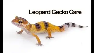 EVERYTHING you need to know about LEOPARD GECKO CARE!