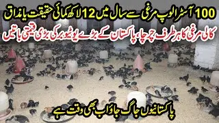 Biggest Australorp Farm in Sialkot | Earn 12 Lac From 100 Australorp Hen | 100 Hen Feasibility