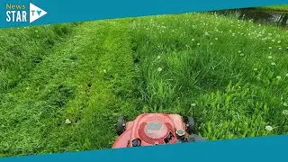 Common garden mistake will 'turn your lawn blue', according to grass expert