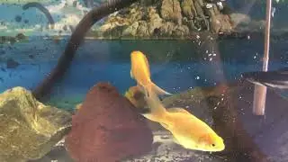 Contaminated water kill 5 fish