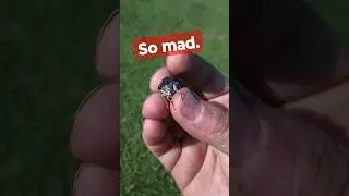 Screaming Mad Cicada | Volume Up!