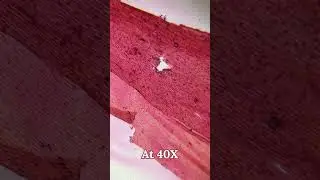 Onion Skin (Epidermis) Under Miscoscope 🔬 | Class 9 Science Chapter 5 | Learn Practically