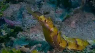 Coral Sea Dreaming: Seahorses & Gobies