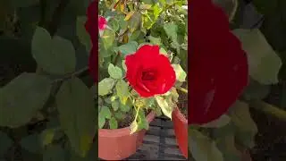 A Dream Garden Tour 🌿 Veena Ji&rsquo;s Daughter&rsquo;s Beautiful Swing Garden#shorts