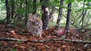 How carnivores are being given new life in Europe