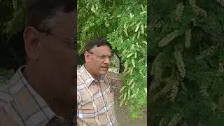 Amritsar Gum Tree , Senegalia modesta syn Acacia modesta