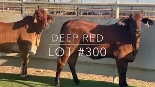 Lot #300: Deep Red
