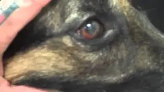 Pannus,  A Common Eye Problem Seen in The German Shepherd
