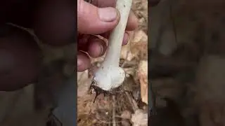 A  mushroom you should know. #Amanitavirosa is one of the &ldquo;destroying angels&rdquo; we found walking