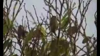 Golden-spangled Piculet