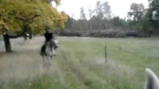 Stegrar med arabiskt fullblod