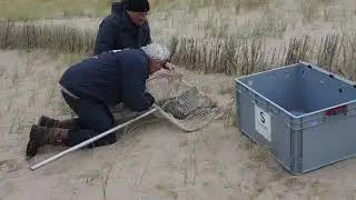Gewonde buizerd #Maasvlakte