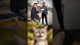 Phone and bike stolen 💀 #cat #funny #tiktok #memes