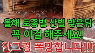 올해 토종벌 산벌 받은뒤 꼭 이걸 해주세요!!안그럼 폭망합니다!!ㅜㅜ
