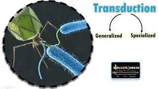 Transduction in Bacteria| Difference between Generalized and Specialized transduction