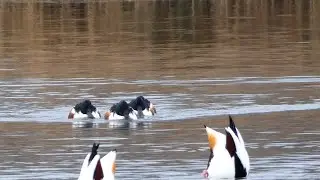 Bergeenden en Slobeenden (Shelducks and Shovelers)