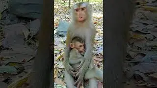 Flora h ugs baby nursing full milk, Floran gr ow up fast & very good healthy  #babymonkey