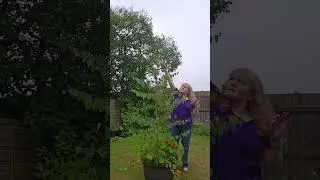 A Quick Trim of The Silver Birch Tree