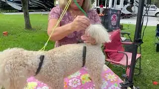 Breeze Touch Dog Grooming Table Arm with Clamp 32in, Pet Dog Grooming Table for Small Dogs at Home F