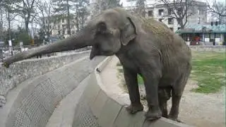 Beo zoo vrt 2019 - Belgrade zoo 2019